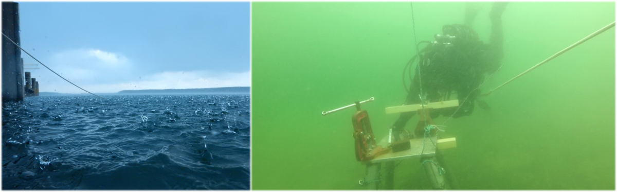 Freiwasser Ausbildung am Schweriner See